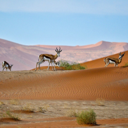 Wüste in Namibia 