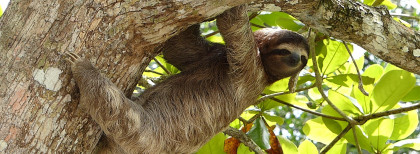 Faultier hängt im Baum in Costa Rica
