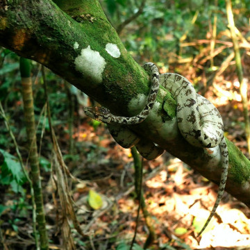 Nationalpark Manú