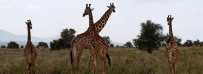 Blick auf ein paar Giraffen in Kenia
