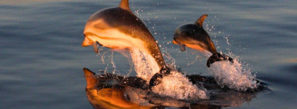 Delfinschutzprojekt in Ischia
