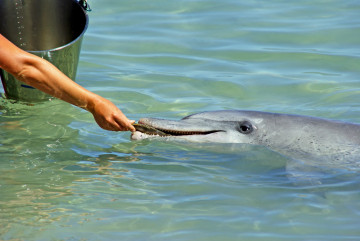 Ein Delfin wird von einem Mensch mit einem Fisch gefüttert 