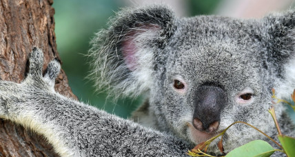 Koala in Australien