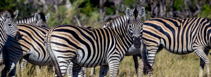 Zebras in Botswana