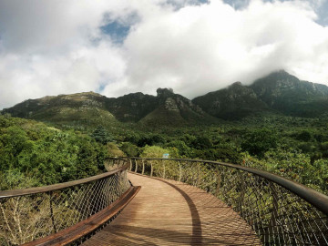 Boomslang, Kirstenbosch, Südafrika