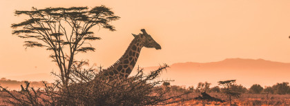 Serengeti – größter Nationalpark Tansaniasnsania in einem Nationalpark  