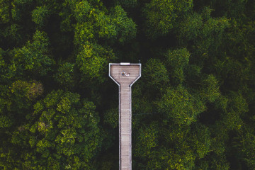 Dorrigo Skywalk, Dorrigo National Park