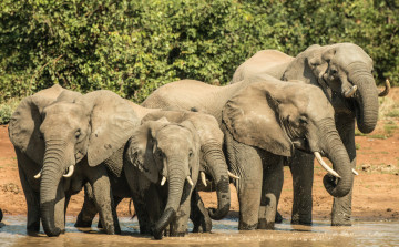 Elefanten in Afrika 