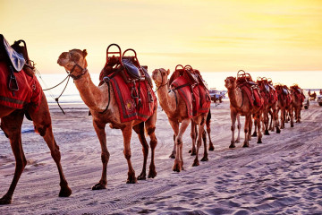 Kamele am Cable Beach in Westaustralien