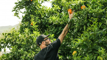 Mann pflückt eine Orange an einem Baum