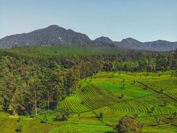 Teeplantage in Indonesien