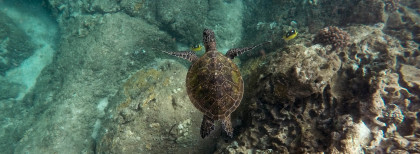 Schildkröten im Wasser