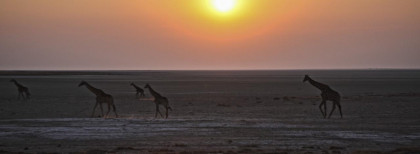 Eine Gruppe Giraffen geht in der Wüste Afrikas spazieren bei Sonnenuntergang 