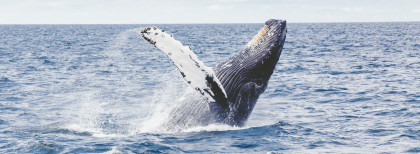 Buckelwal beim Whale Watching in Port Stephens