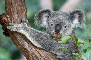 Koala in Australien