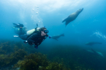 Frau beim Tauchen mit einer Robbe auf Montague Island, Narooma.