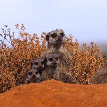 Erdmännchen in der Kalahari Wüste, Südafrika