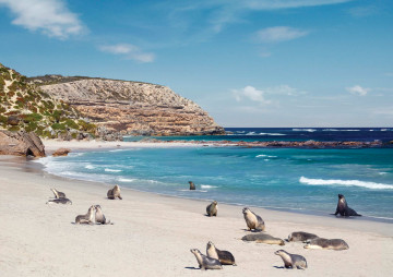 Robben auf Kangaroo Island in Australien