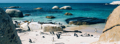 Pinguine am Strand von Kapstadt