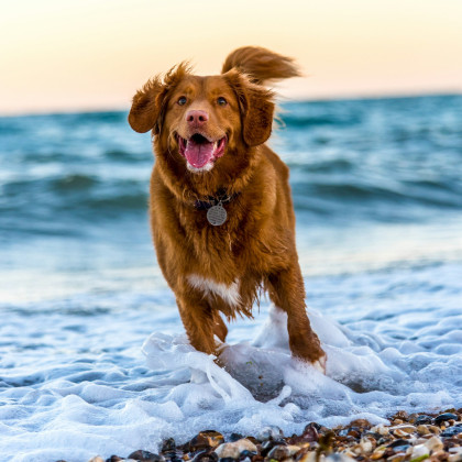 Hund am Meer