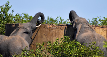 Blick auf drei Elefanten in Südafrika 