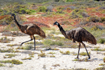 Blick auf zwei Vögel in Australien 