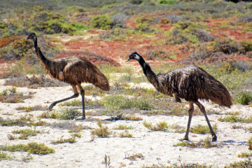 Blick auf zwei Vögel in Australien