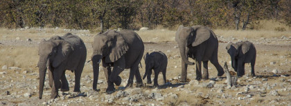 Eine Gruppe Elefanten im Nationalpark