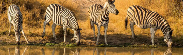 Zebras im Krüger Nationalpark 