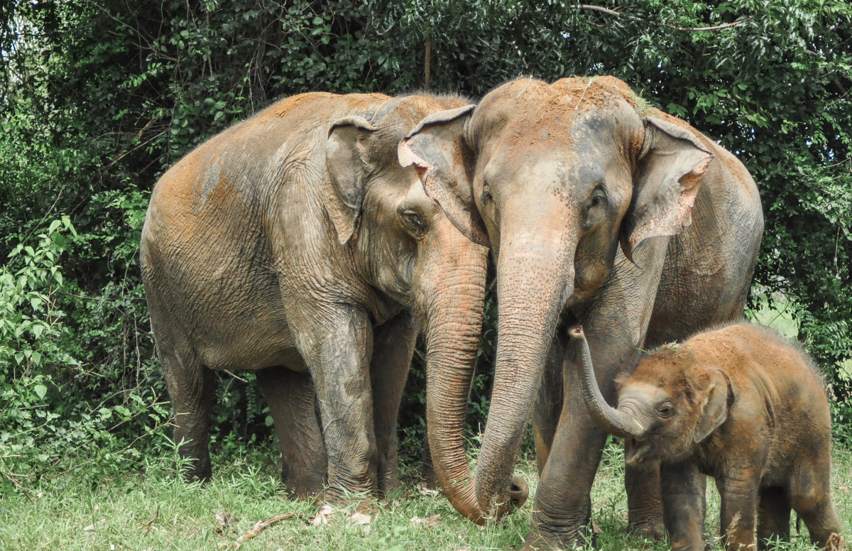 Freiwilligenarbeit mit Elefanten Tierschutz in Thailand