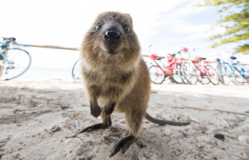 Quokka auf Rottnest Island in Westaustralien