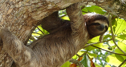 Strand in Costa Rica