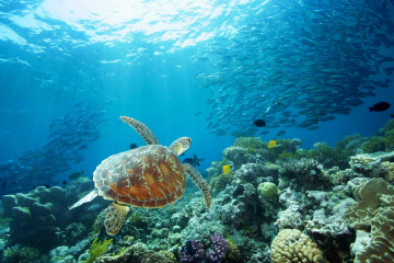 Meeresschildkröte im Great Barrier Reef in Australien
