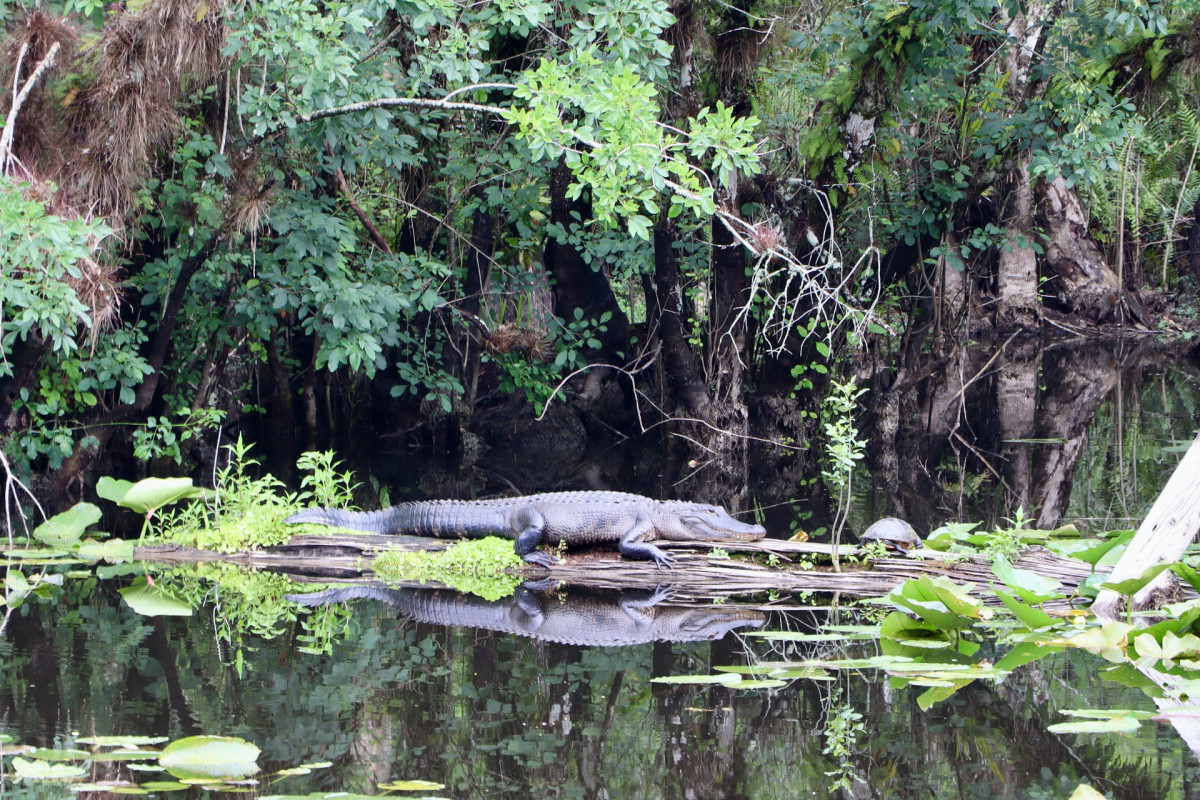 Aligator in Fort Myers