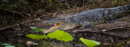 Salzwasserkrokodil im Northern Territory, Australien