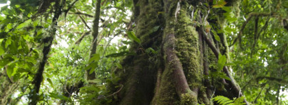 Ein großer Baum im Urwald von Costa Rica