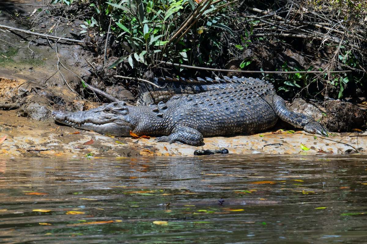 Krokodil am Daintree River