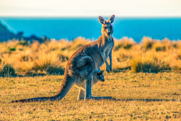 Blick auf ein Känguru an einer Küste in Australien  