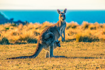 Blick auf ein Känguru an einer Küste in Australien