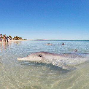 Delfin am Monkey Mia in Westaustralien