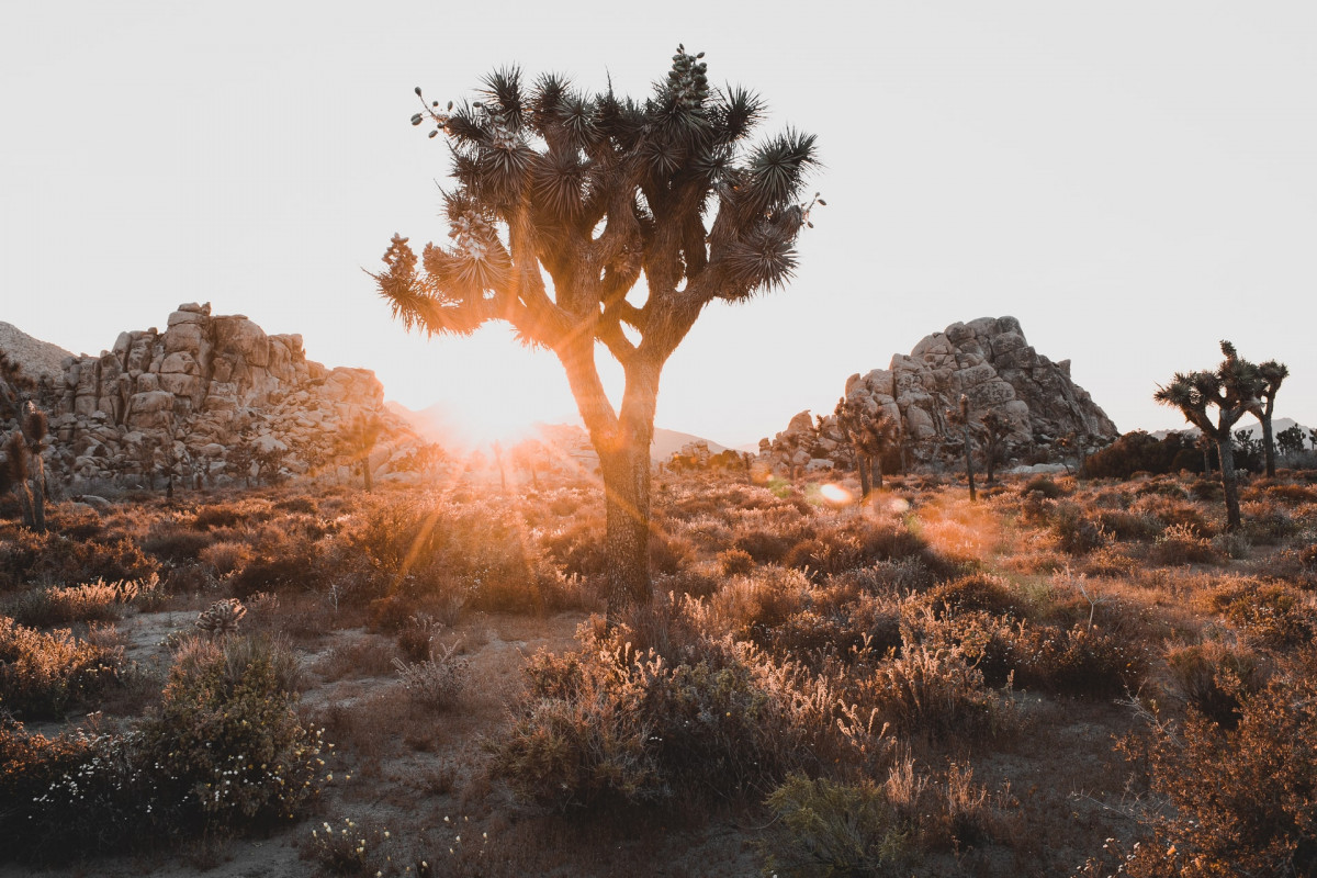 Joshua Tree National Park, Kalifornien