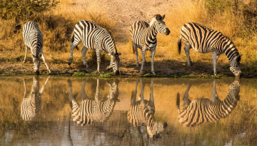 Zebras am Wasserloch im Krüger Nationalpark