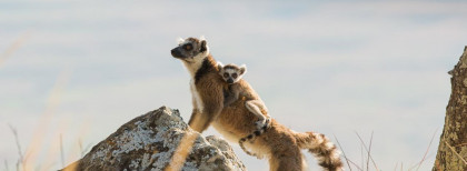 Lemuren Mama und Baby auf Madagaskar