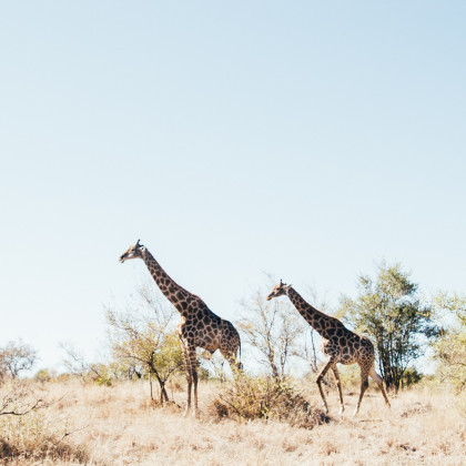 Krüger Nationalpark