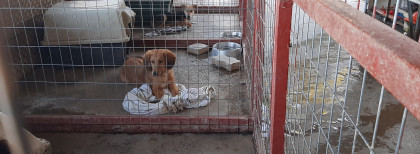 Hunde in einem Tierheim auf Kreta