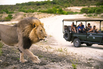 Löwe auf Safari