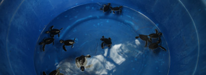 Einige Schildkröten in einem Auffangbecken 