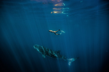 Walhaie im Ningaloo Reef, Westaustralien