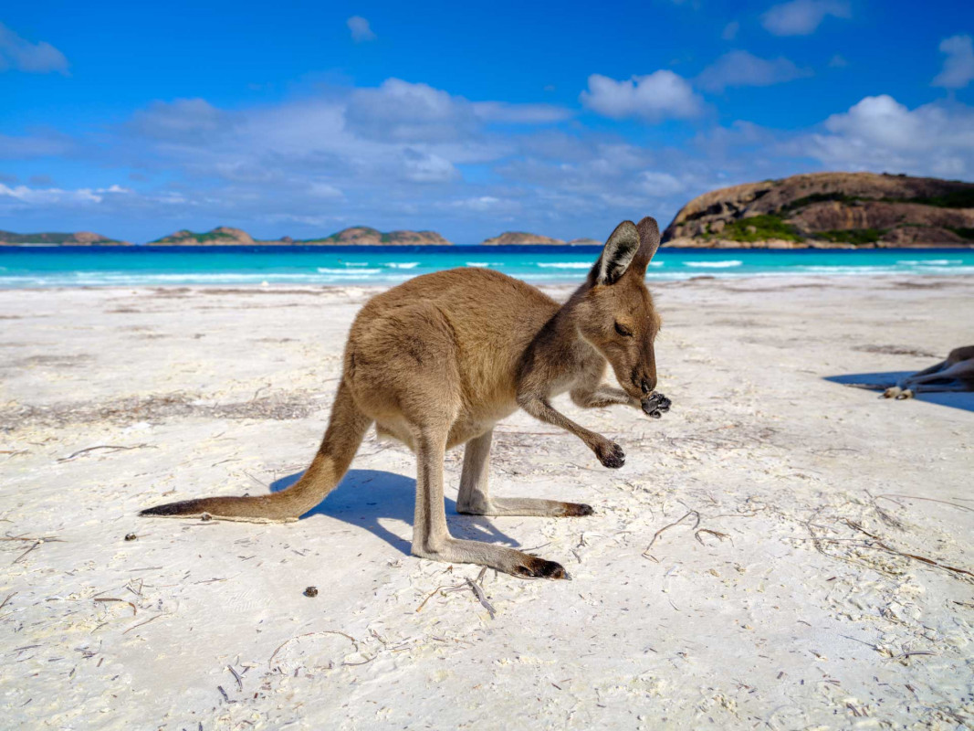 Kängurus am Lucky Bay