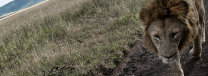 Ein Löwe geht in Tansania auf einem Weg lang 